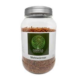Insektus Mehlwürmer