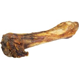 Schecker - Pferdeknochen