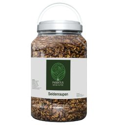Insektus Seidenraupen