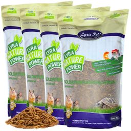 Lyra Pet® Soldatenfliegenlarven