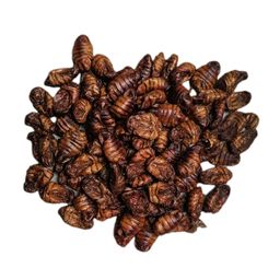 Insektus Seidenraupen