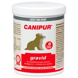 Canipur gravid