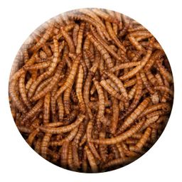 Insektus Mehlwürmer
