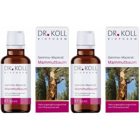 DR. KOLL Gemmo-Mazerat Mammutbaum