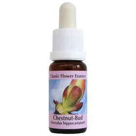 PHI Essences - Chestnut Bud Bachblüte Nr. 7