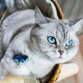 I love my cat Katzenspielzeug - Plüschfisch mit Katzenminze