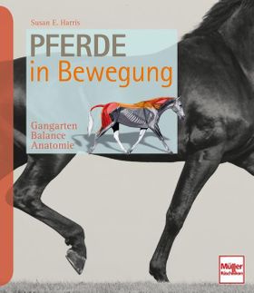 Pferde in Bewegung