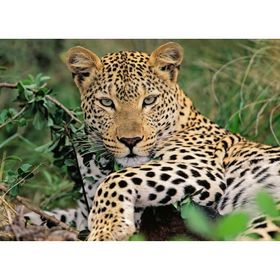 Ravensburger Puzzle Leopard, . xxl