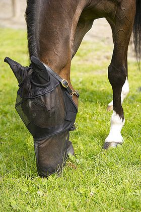 AMKA Nasenfliegenschutz