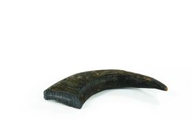 PERRO Wasserbüffel Hornspitzen - Kauknochen für Hunde