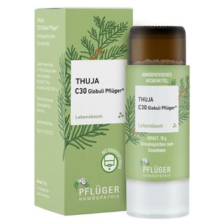 thuja wild 25 THUJA TREE Cedar Thuja Occidentalis Conifer Seeds main image 0