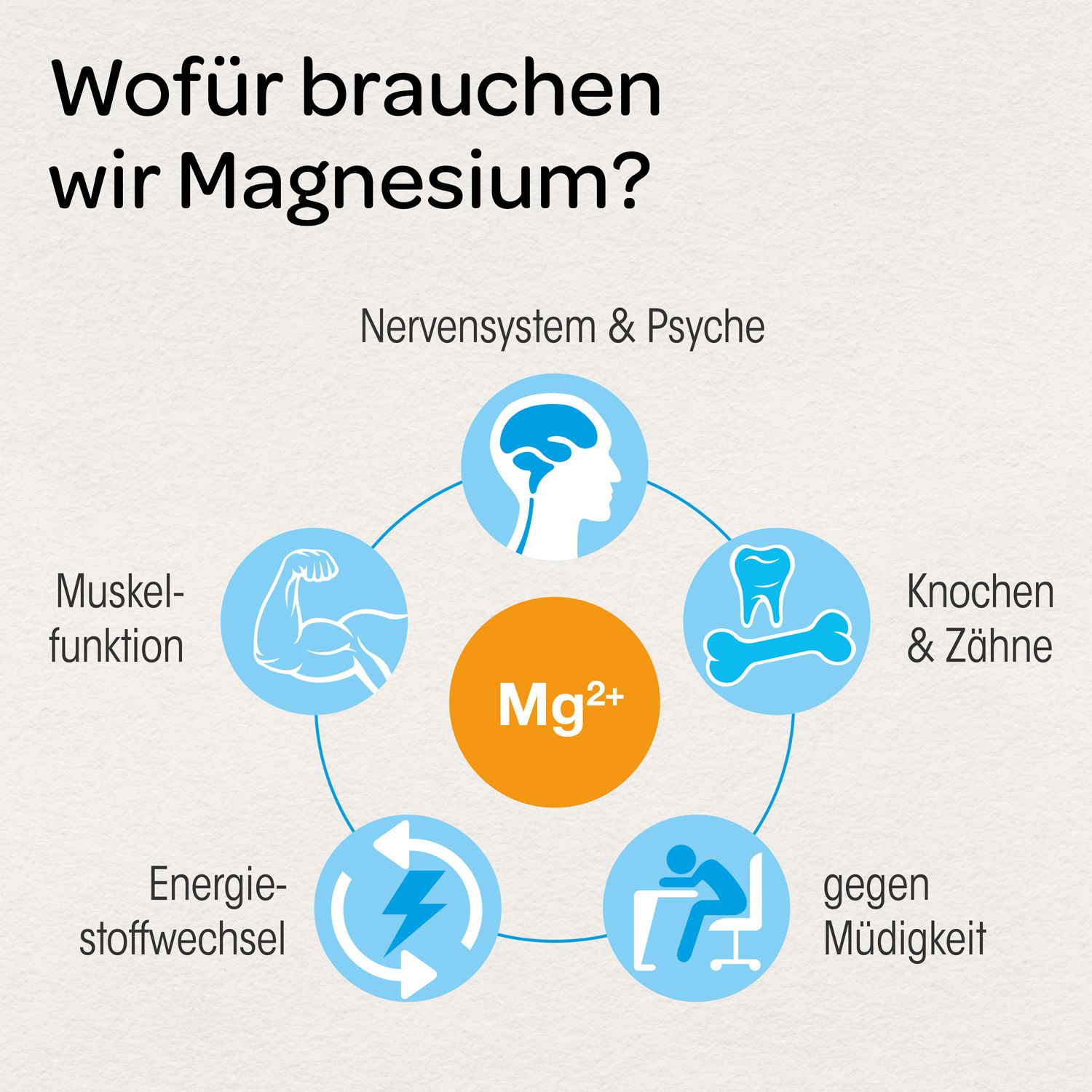 Grafik zeigt, wofür Magnesium benötigt wird: Nervensystem, Muskelfunktion, Knochen, Energie.