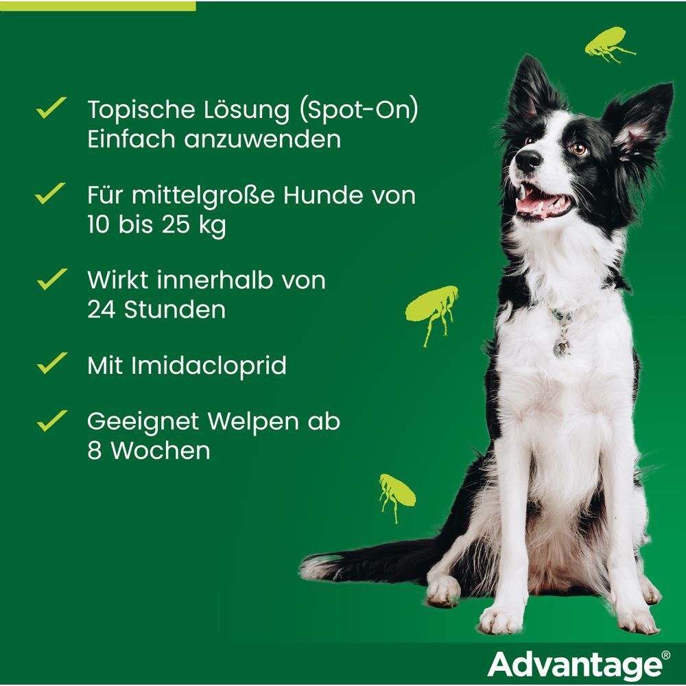 Grüner Hintergrund mit Hund. Text: Topische Lösung, für mittelgroße Hunde, wirkt in 24 Stunden, mit Imidacloprid.