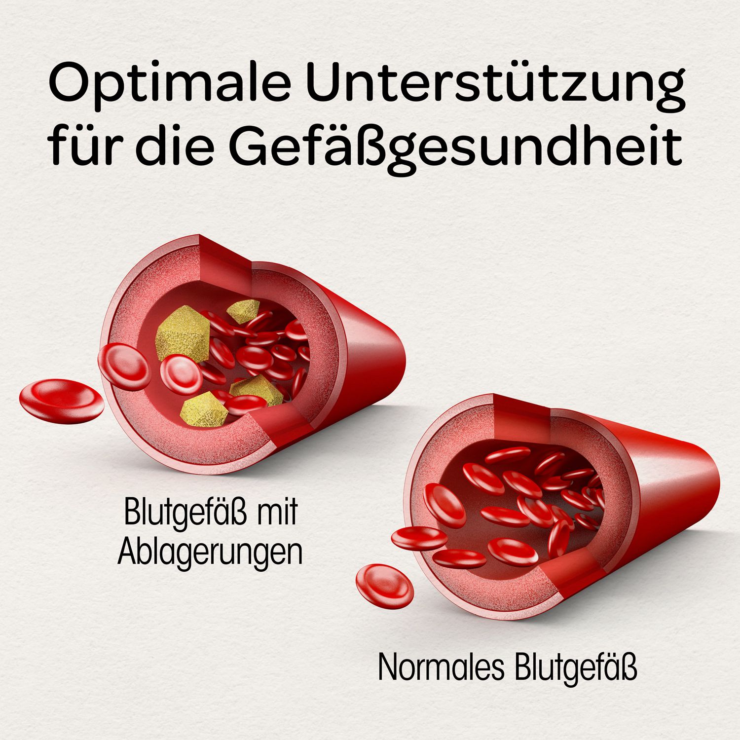 Grafische Darstellung von Blutgefäßen. Text: Optimale Unterstützung für die Gefäßgesundheit. Normales Blutgefäß.
