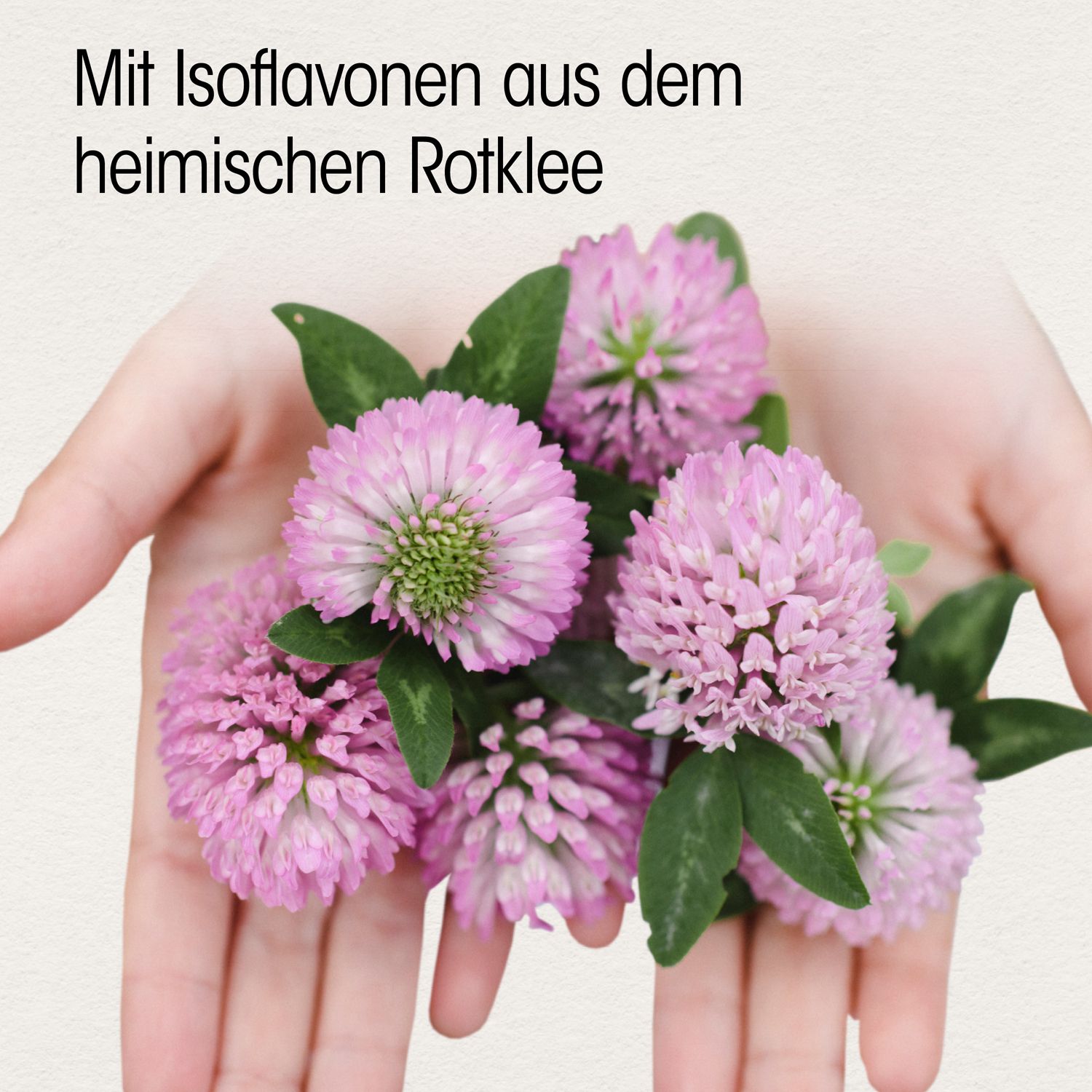 Hände halten Klee-Blüten. Text: Mit Isoflavonen aus heimischem Rotklee.