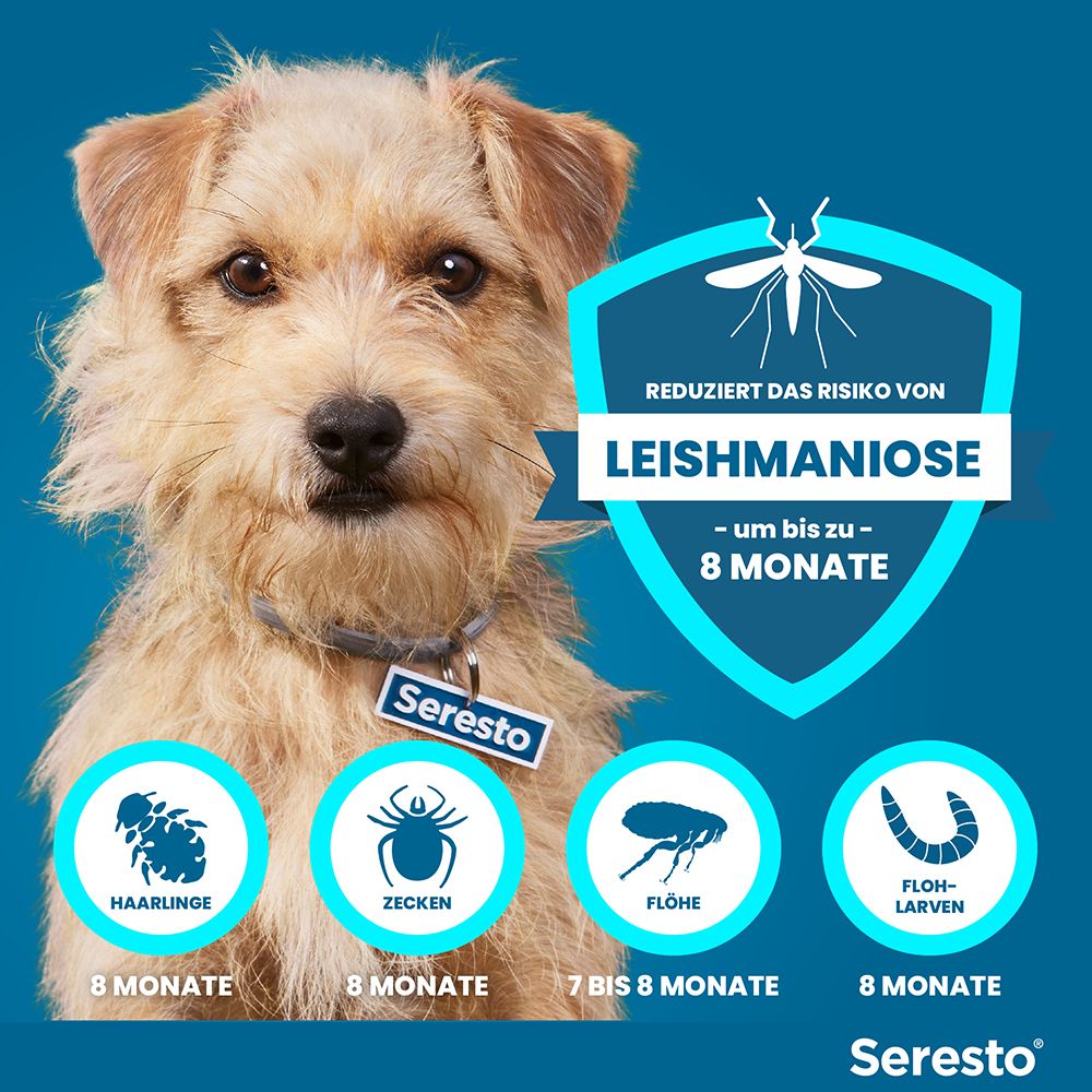 Hund mit Seresto Halsband. Schützt vor Haarlingen, Zecken, Flöhen und Flöhenlarven. Reduziert das Risiko von Leishmaniose.