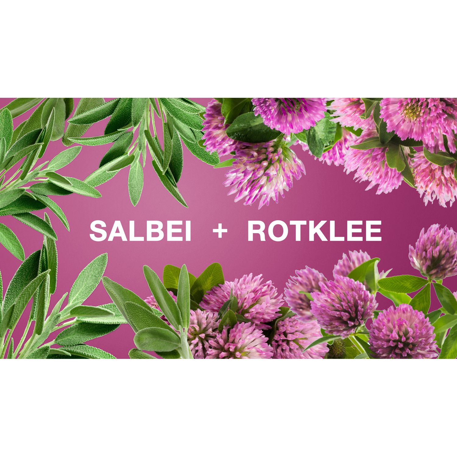 Blüten von Salbei und Rotklee auf pinkfarbenem Hintergrund. Text: Salbei + Rotklee.