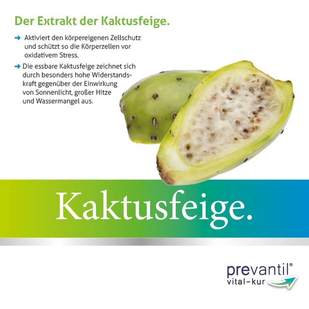 Kaktusfeige, aufgeschnitten. Text: Der Extrakt der Kaktusfeige. Prevantil Vital-Kur Logo unten rechts.