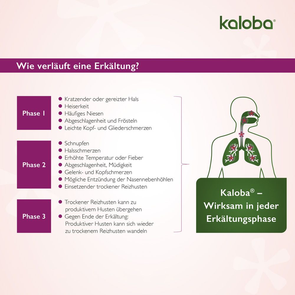 Infografik: Phasen einer Erkältung. Kaloba-Packung. Text: Kaloba - Wirksam in jeder Erkältungsphase. Illustration des Atemsystems.