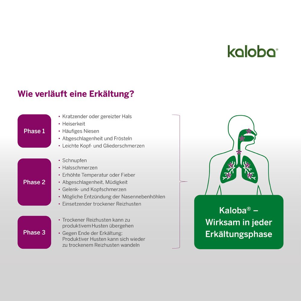 Infografik: Phasen einer Erkältung. Kaloba-Produktabbildung. Text: Kaloba - Wirksam in jeder Erkältungsphase.