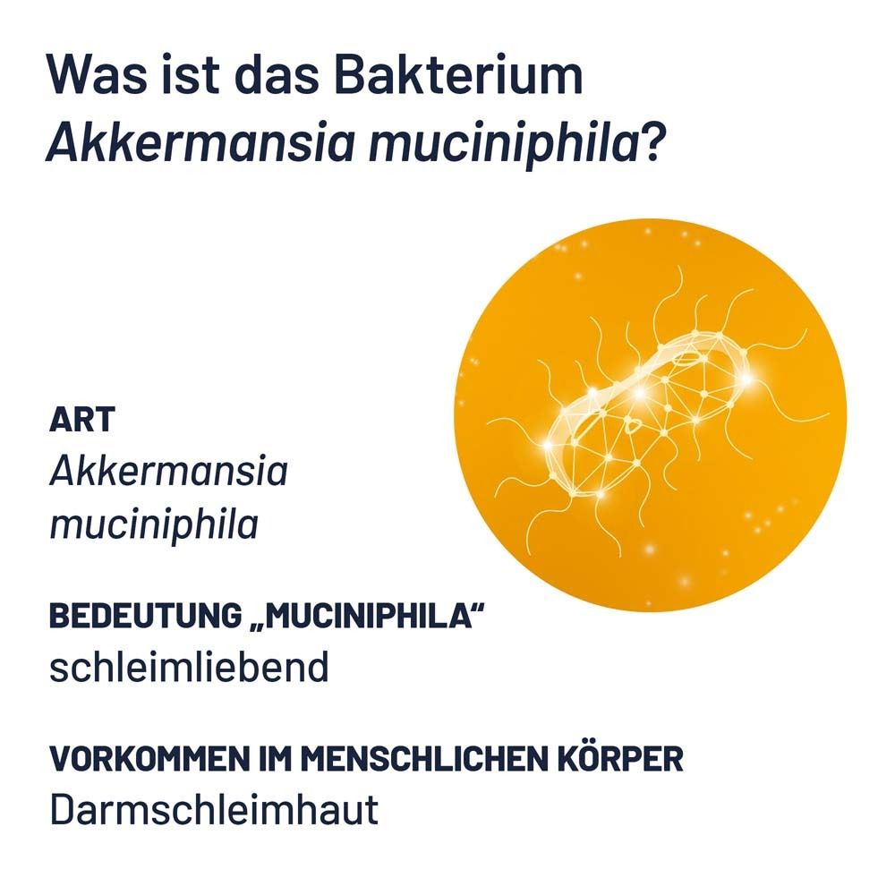 Grafik mit Text und Bakterien-Illustration. Text: Akkermansia muciniphila, Schleimhaut, Dünndarm.