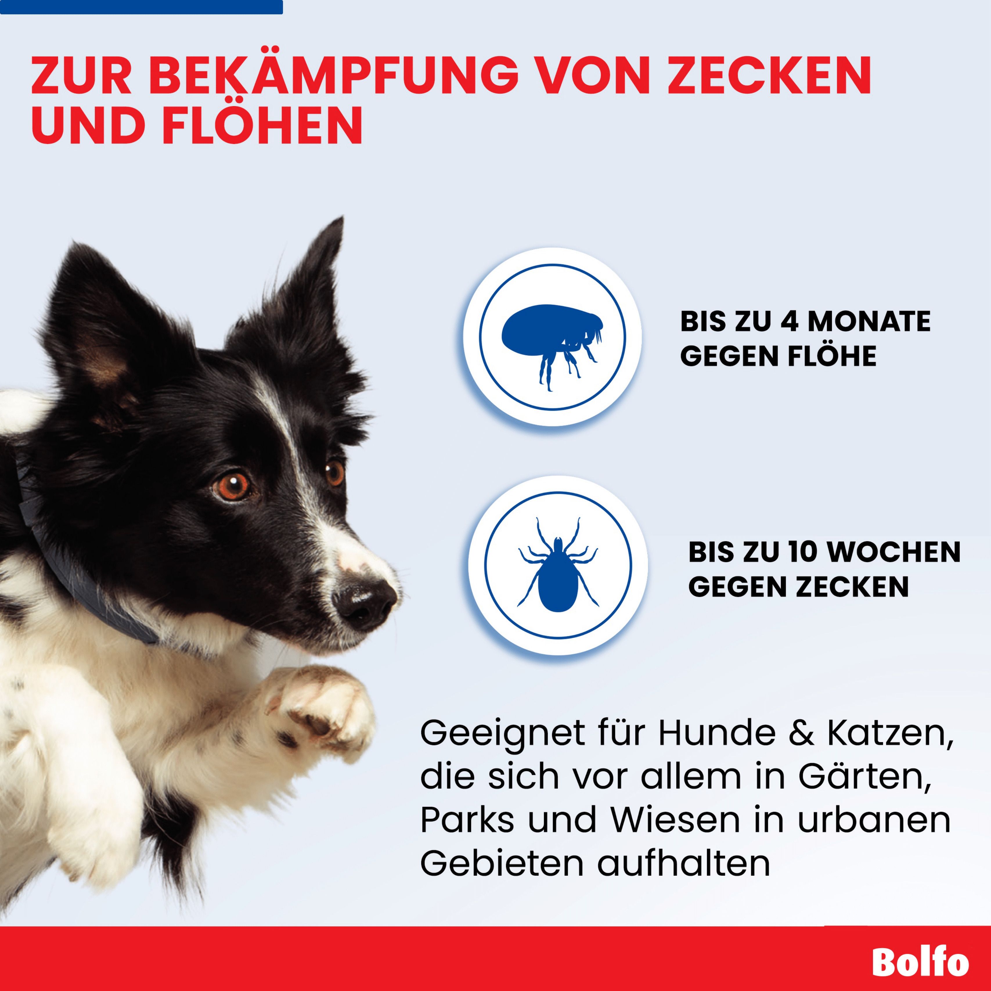 Infografik: Bolfo® Zecken- und Flohschutzband. Schutz bis zu 4 Monate gegen Flöhe und bis zu 10 Wochen gegen Zecken. Geeignet für Hunde und Katzen.