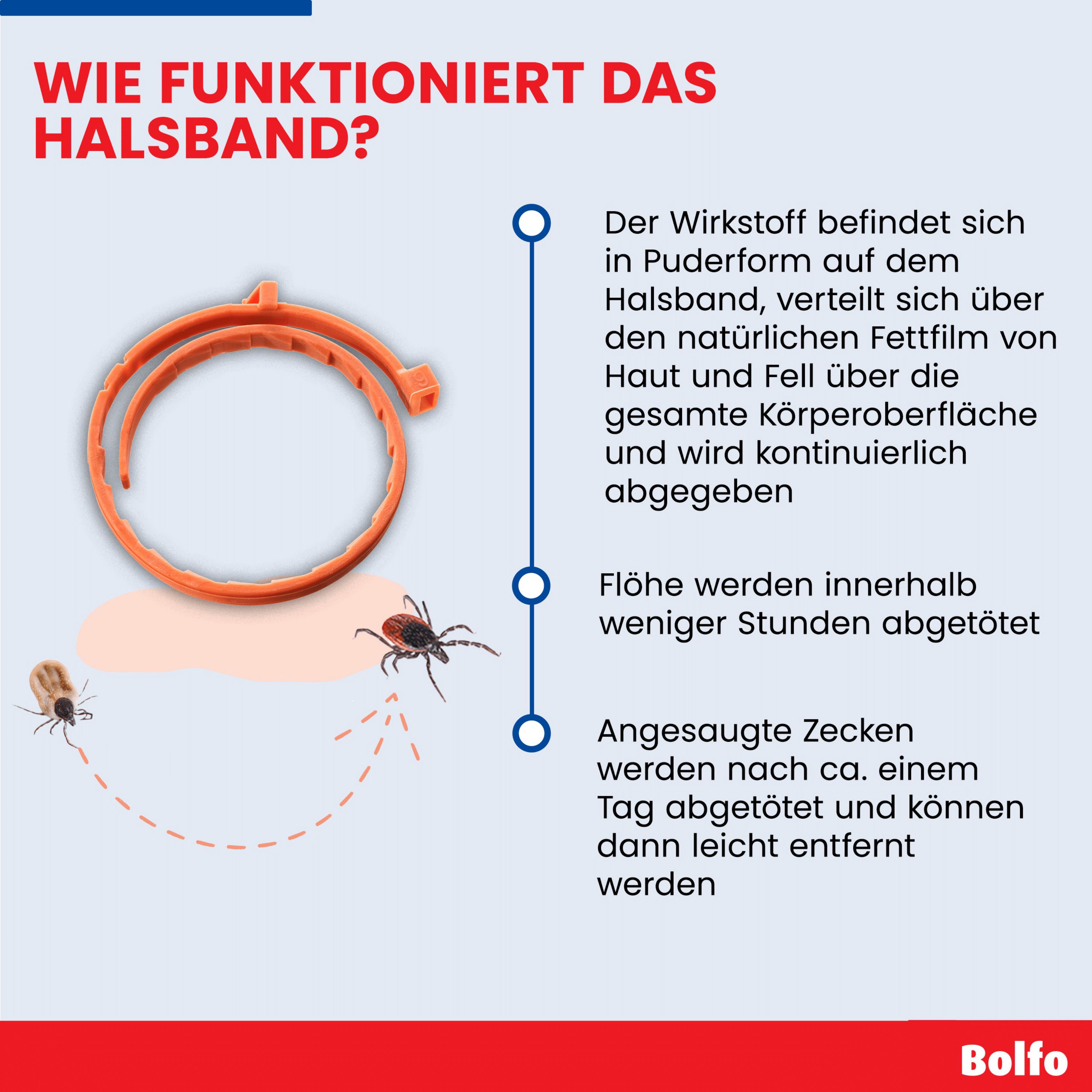 Infografik: Funktionsweise des Bolfo® Halsbands. Wirkstoff in Puderform. Tötet Flöhe und Zecken. Zecken werden nach einem Tag entfernt.