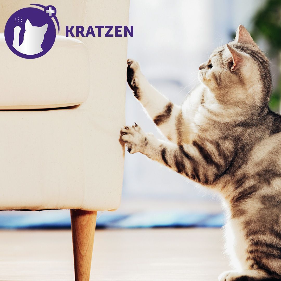 Katze kratzt an Möbeln. Symbol für Kratzen im Hintergrund. Katze mit Pfote an Möbel.
