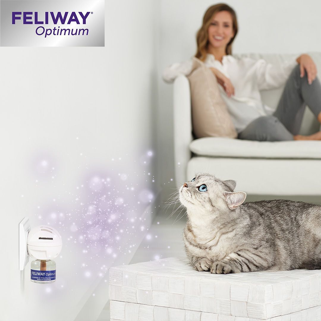 FELIWAY® Optimum Diffusor in Steckdose. Katze schaut hoch. Frau sitzt auf Sofa.