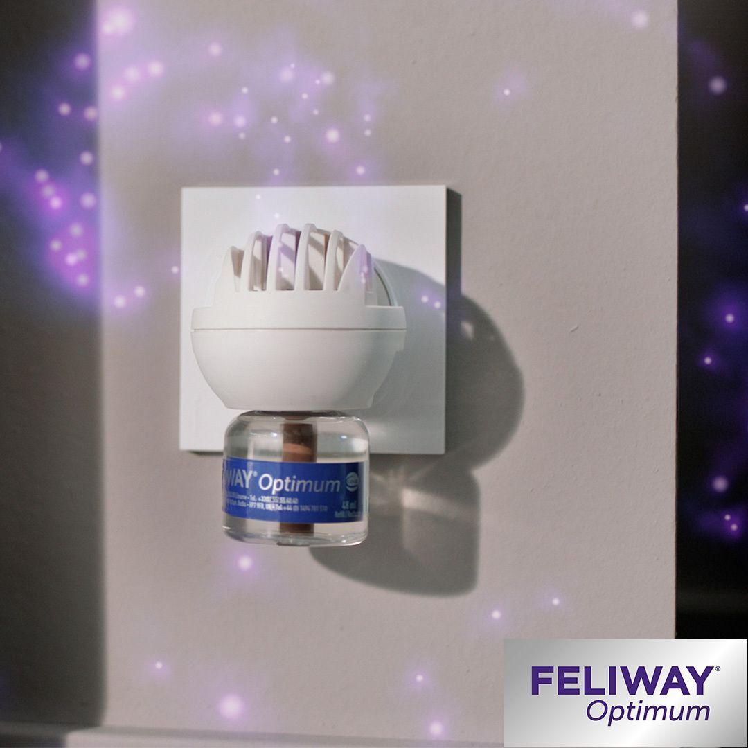 FELIWAY® Optimum Diffusor in Steckdose. Nahaufnahme. Weißer Diffusor, blaue Flasche.