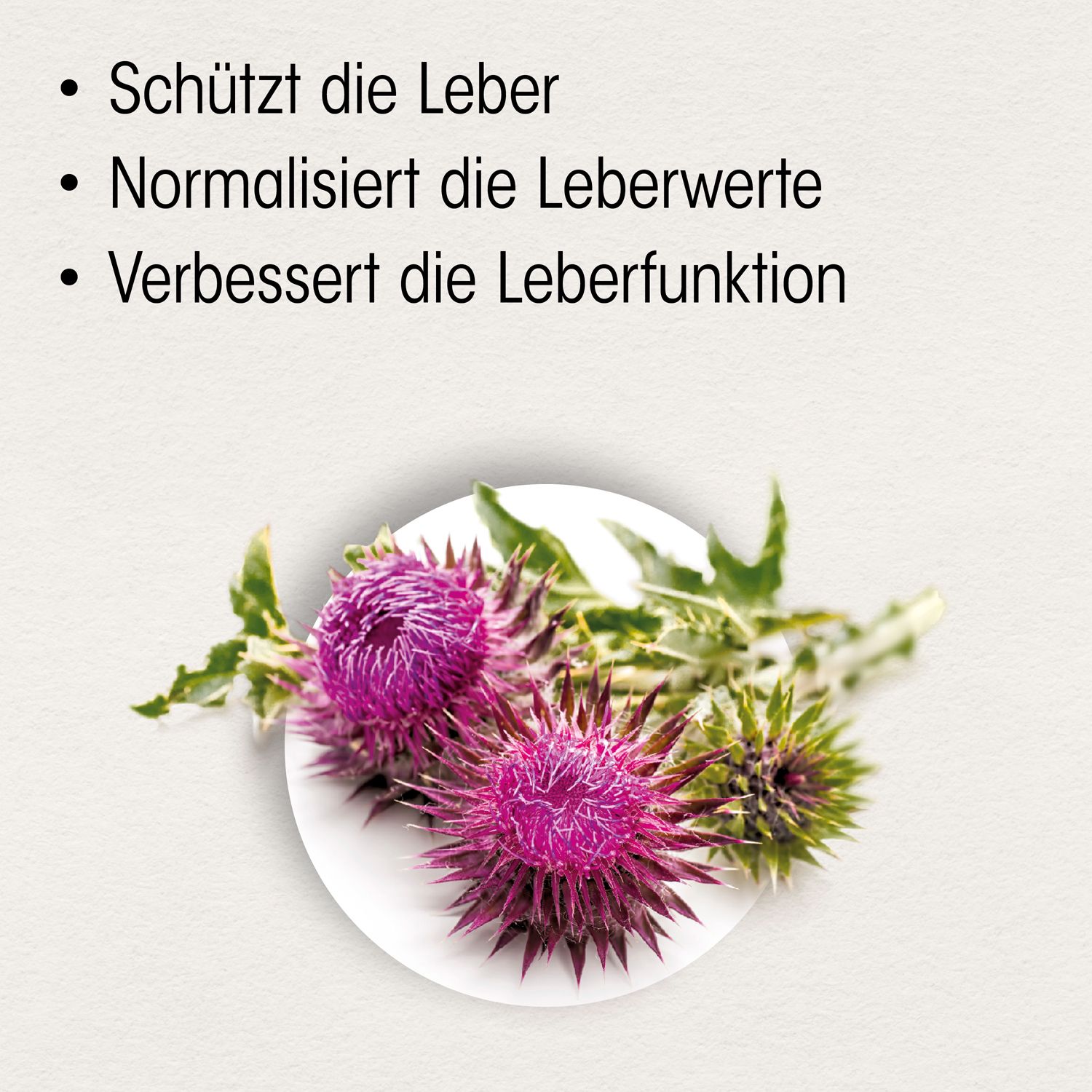 Nahaufnahme von Distelblüten auf weißem Hintergrund. Text: Schützt die Leber, Normalisiert die Leberwerte, Verbessert die Leberfunktion.