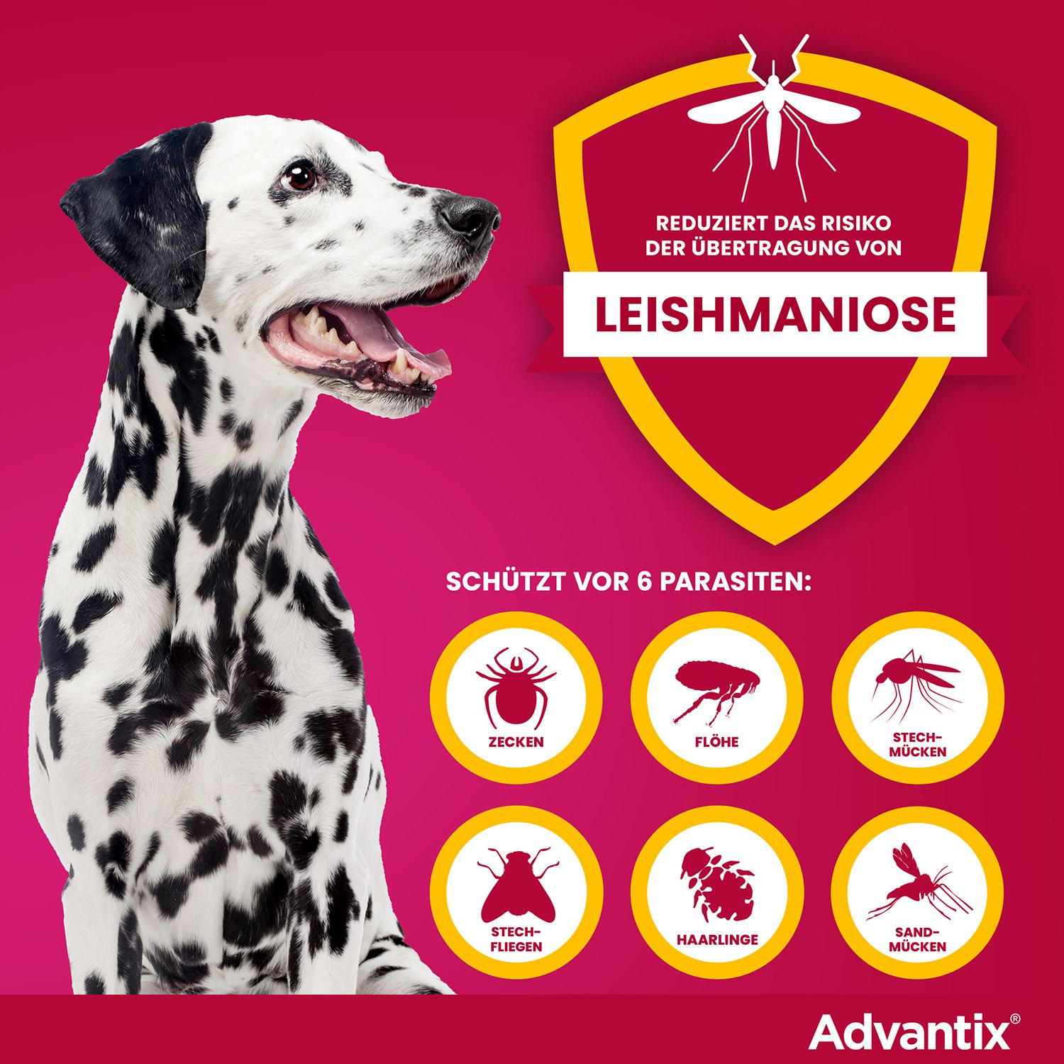 Infografik: Schützt vor 6 Parasiten. Dalmatiner-Hund. Advantix®-Logo. Nicht für Katzen.