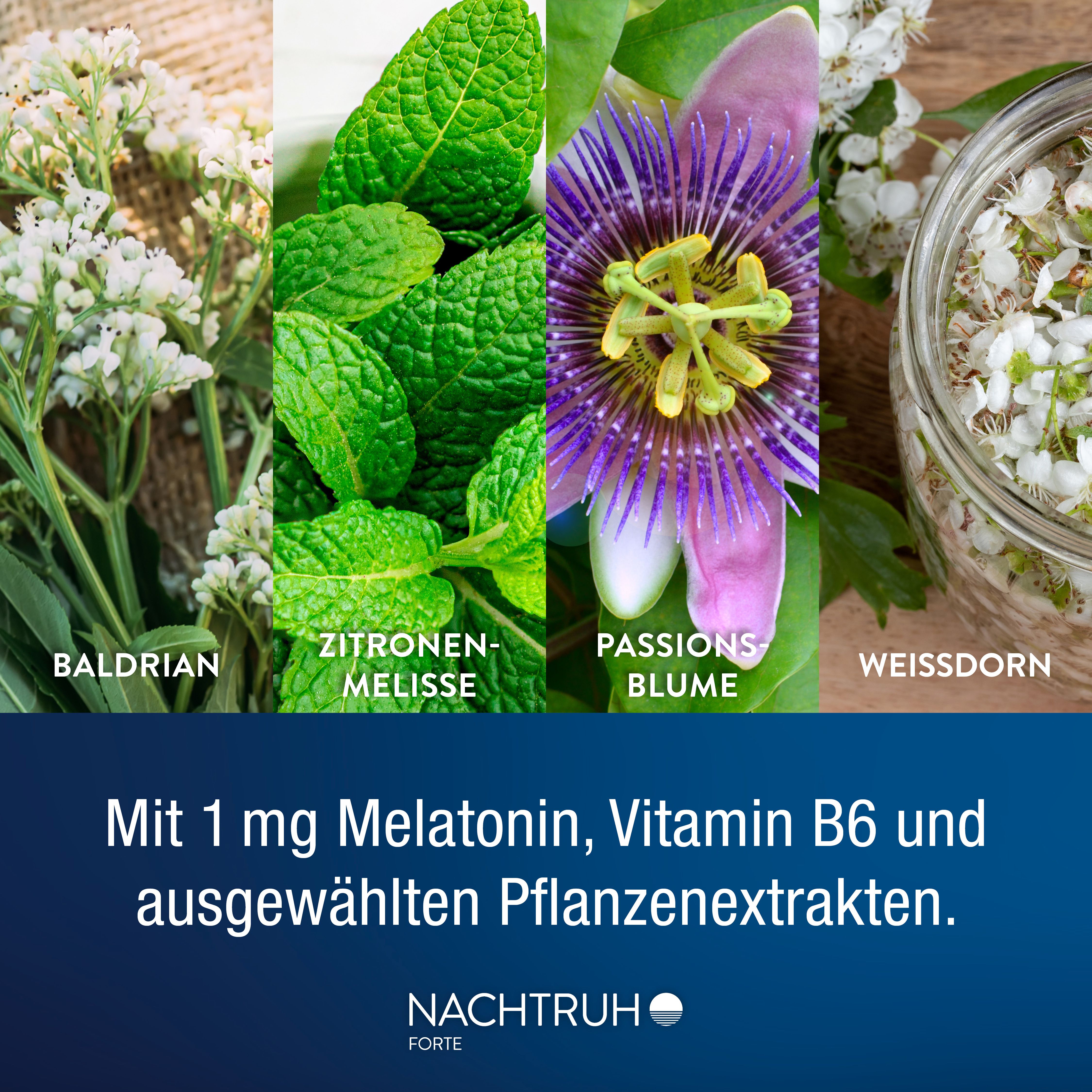 Pflanzenabbildungen: Baldrian, Zitronenmelisse, Passionsblume, Weissdorn. Text: NACHTRUH FORTE. Inhaltsstoffe.