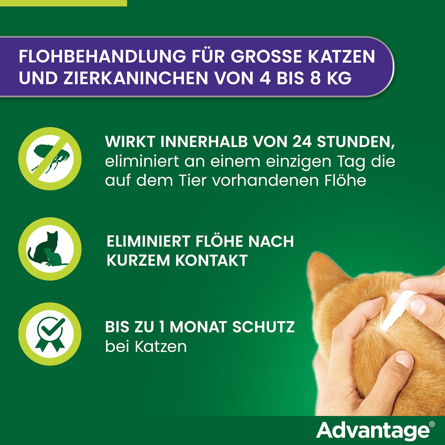 Katze mit Applikation. Zeigt Vorteile von Advantage®: wirkt schnell, eliminiert Flöhe, bis zu 1 Monat Schutz.