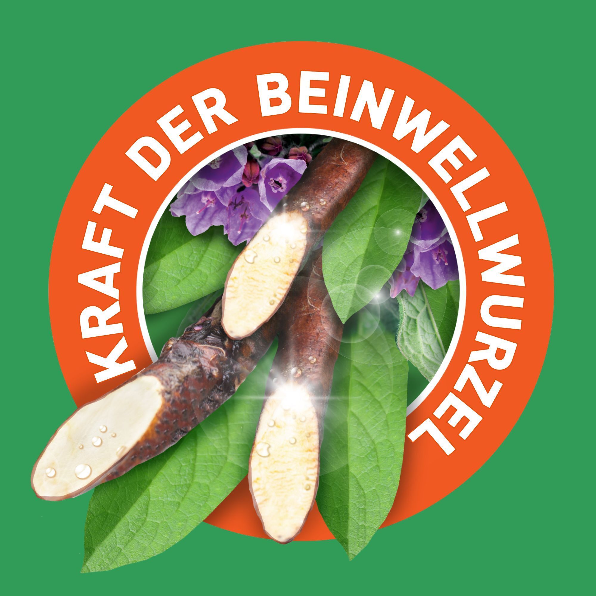 Kreis mit Beinwellwurzeln und Blättern. Text: KRAFT DER BEINWELLWURZEL.