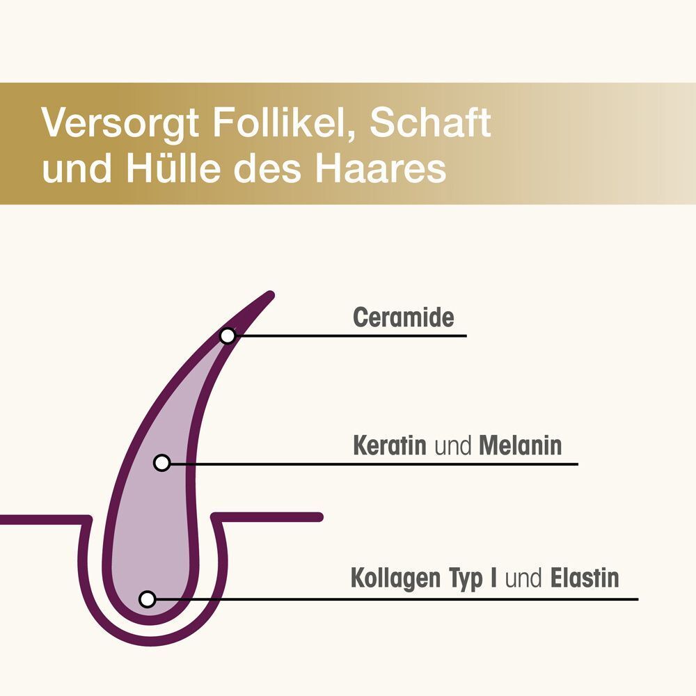 Schema eines Haares mit den Inhaltsstoffen Ceramid, Keratin, Melanin, Kollagen Typ I und Elastin.