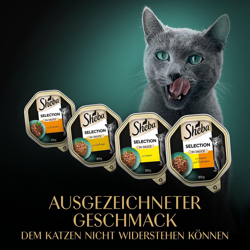 Katze leckt sich die Lippen vor Sheba Selection Mini Filets.
