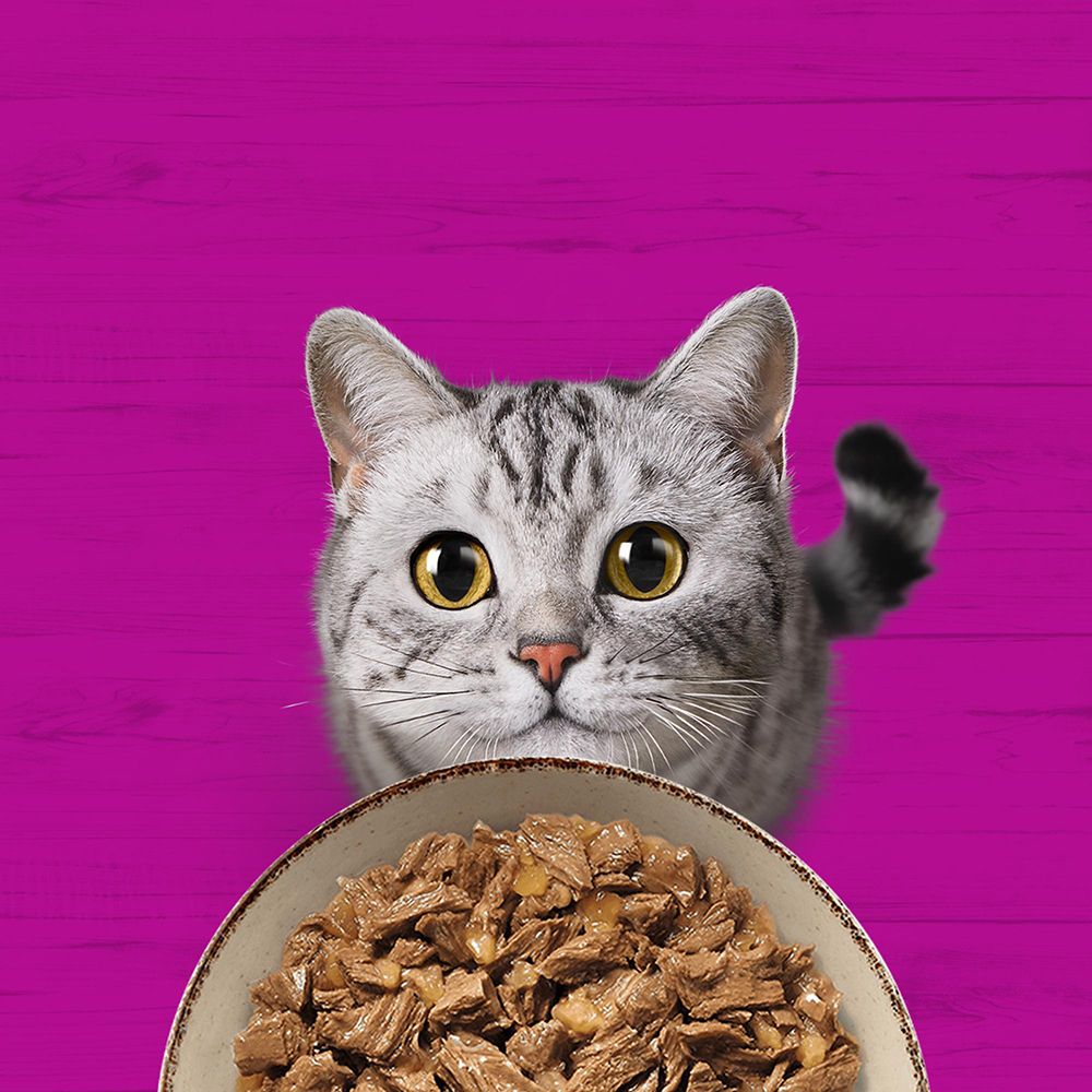 Eine Katze schaut neugierig auf eine Schale mit Katzenfutter.