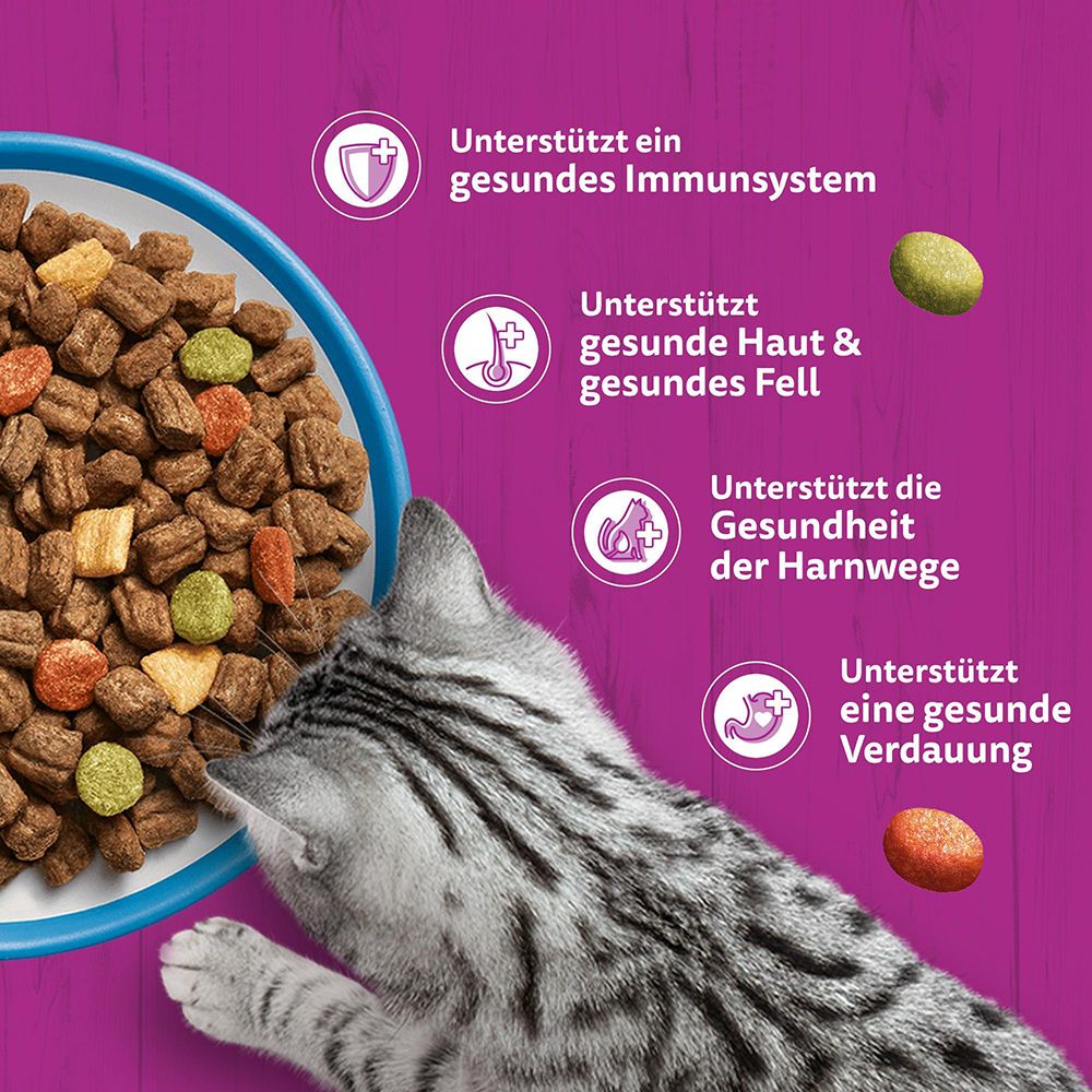 Whiskas Katzennahrung: Eine Katze schaut neugierig auf eine Schüssel Futter.