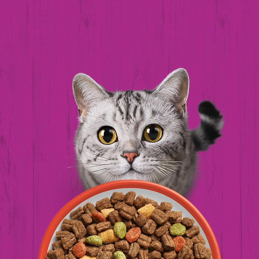 Katze blickt auf eine Schüssel mit Trockenfutter. Text: 'Geschmack, den Katzen lieben. Ernährung, der man vertrauen kann.'