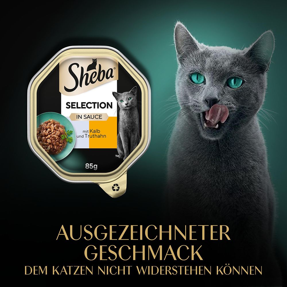 Graue Katze leckt sich die Schnauze vor einer Schale Sheba Selection in Sauce mit Kalb und Truthahn.