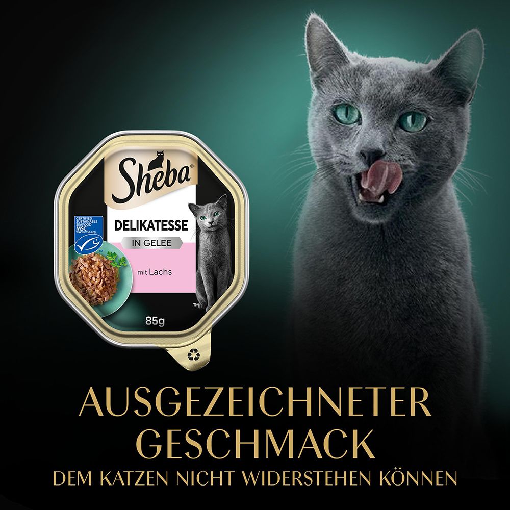 Sheba Futterempfehlung pro 24h für Katzen von 3-5kg.