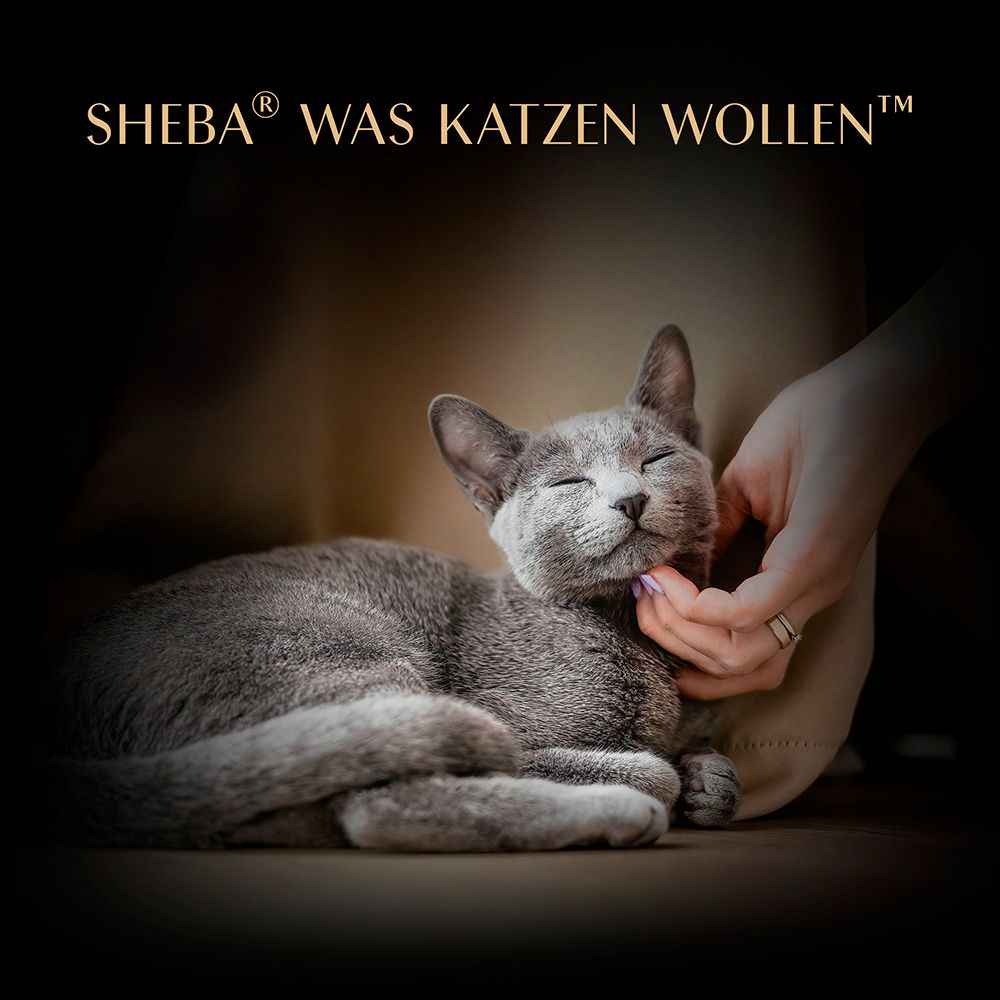 Graue Katze wird von einer Hand gestreichelt. Sheba Was Katzen wollen.