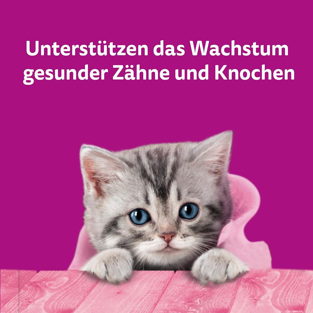 Kätzchen in rosa Decke, unterstützt Wachstum gesunder Zähne und Knochen.