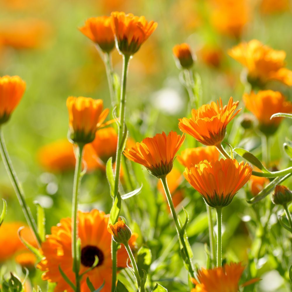 Gros plan sur des fleurs de calendula orange dans un champ. Pétales et tiges vertes visibles.