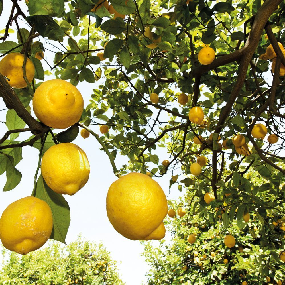 Gros plan sur des citrons sur un arbre. Fruits jaunes avec des feuilles vertes.
