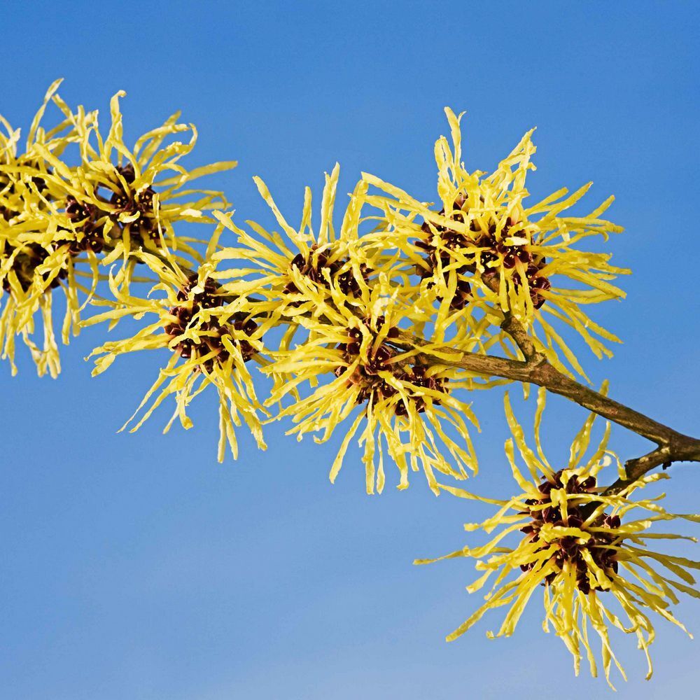 Zweig mit gelben Blüten vor blauem Hintergrund. Blüten mit langen, gelben Blütenblättern und braunen Zentren.