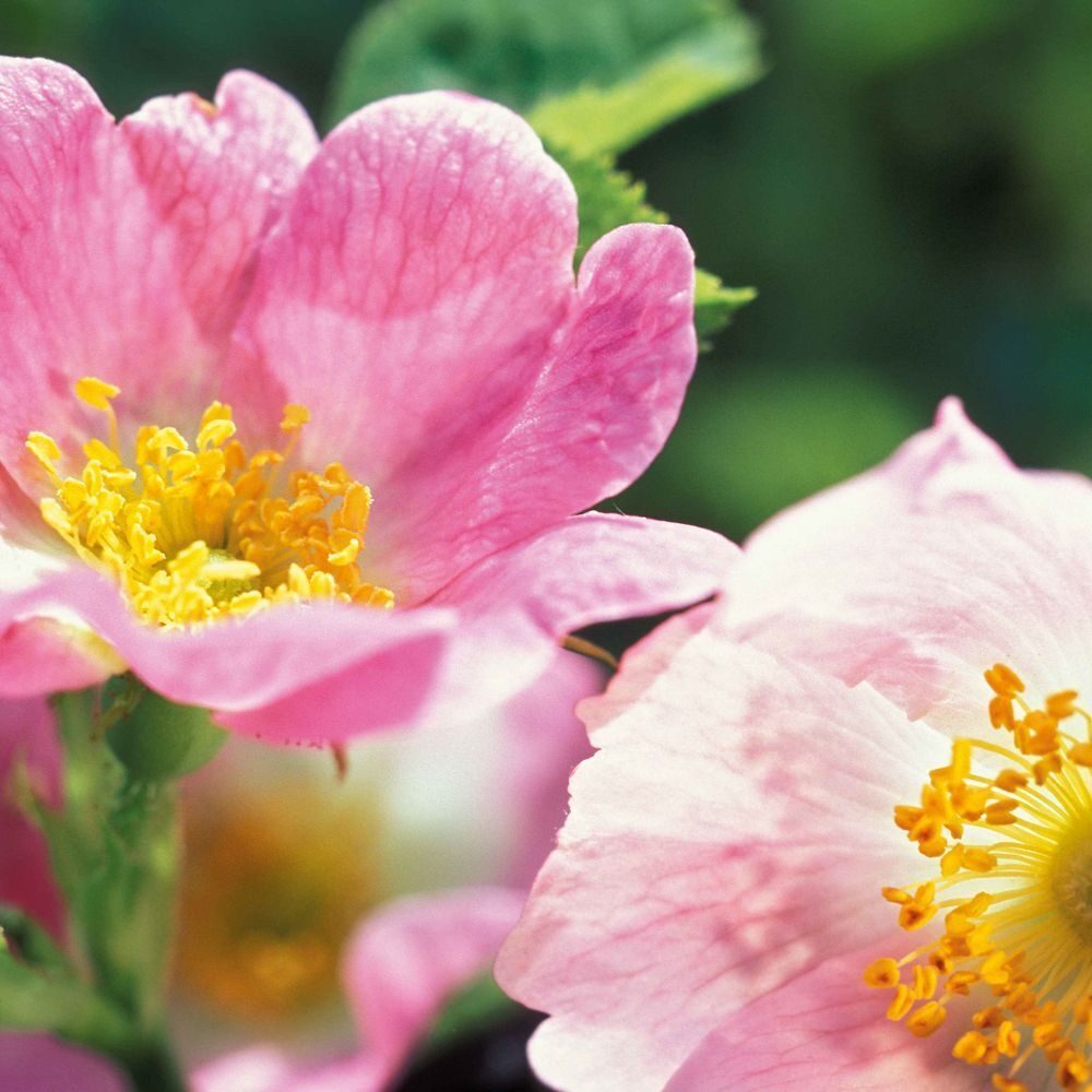 Nahaufnahme von rosa Blüten der Wildrose. Gelbe Staubgefäße in der Mitte der Blütenblätter. Grüner Hintergrund.