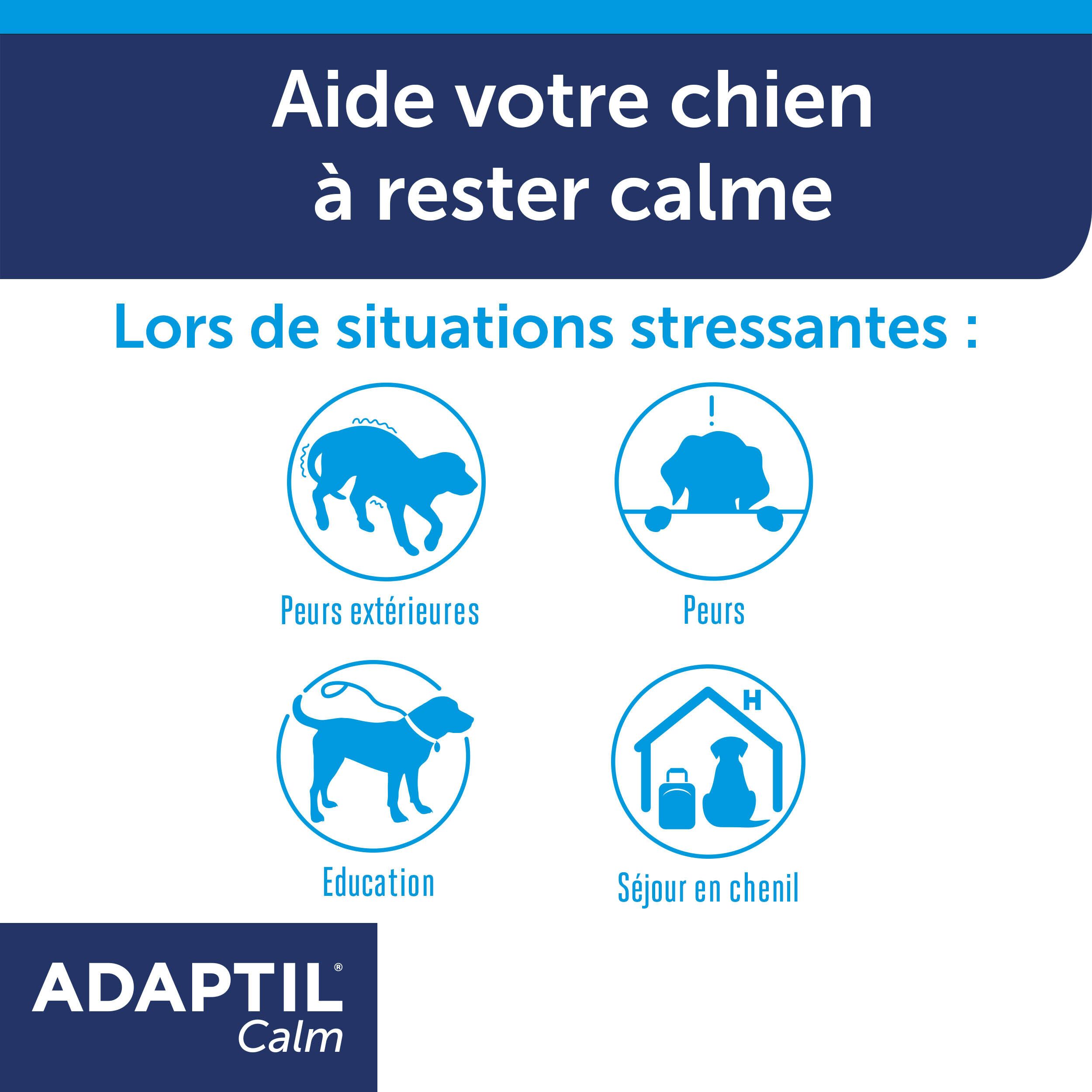 Texte: Aide votre chien à rester calme. Quatre icônes.