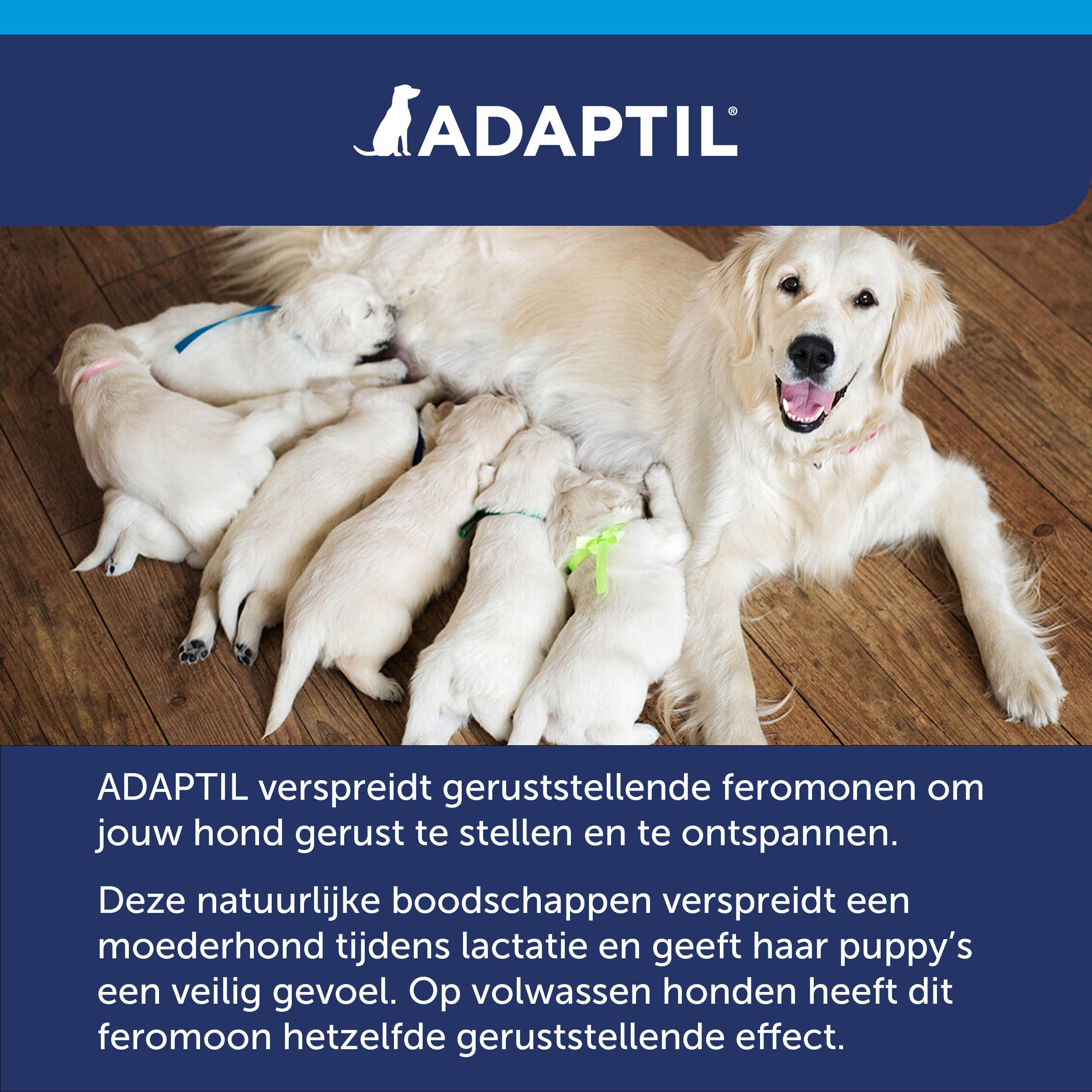 Adaptil Calm, dierenarts en hond. Dierenarts onderzoekt hond. Aanbevolen door dierenartsen.